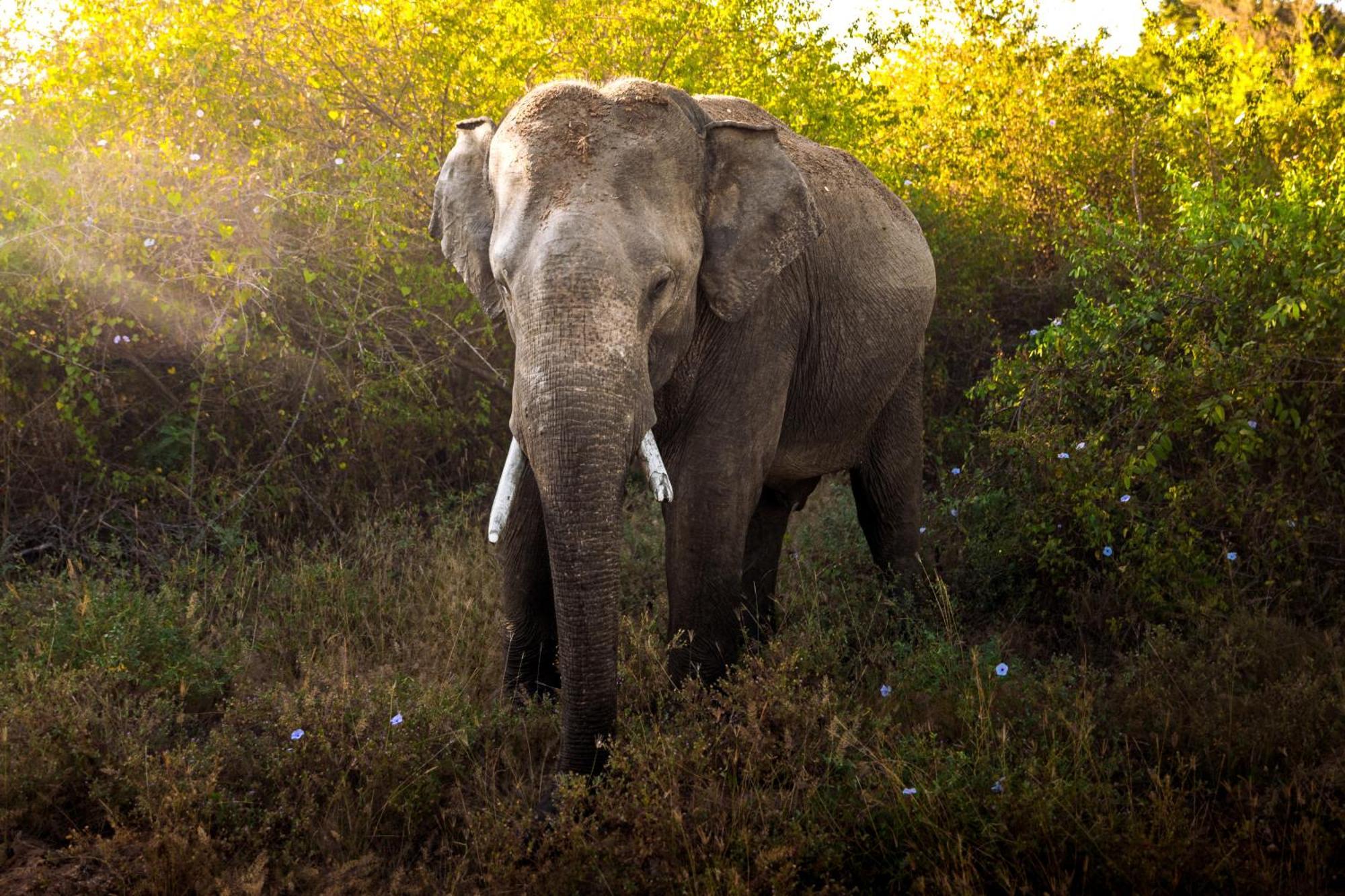 Leopard Reach Yala By Seven Angels Hotel Tissamaharama Ngoại thất bức ảnh